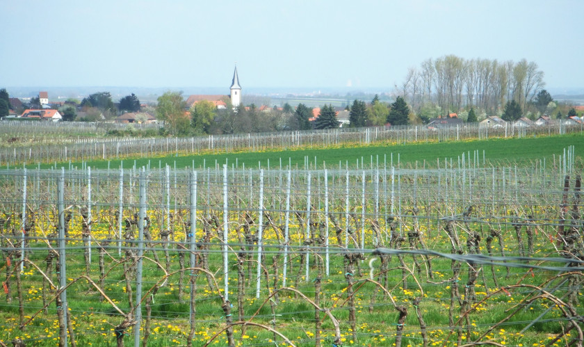 News vom Weingut Geiger in Mörzheim